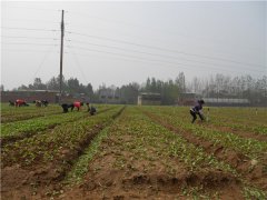 土壤养分速测仪的速测方法是什么？